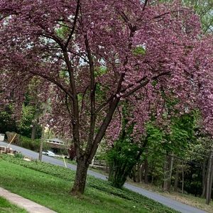 Meet your Posher, Manjit